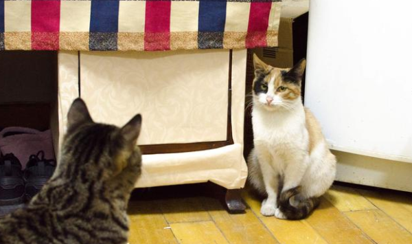 What is it like to have more than two cats?