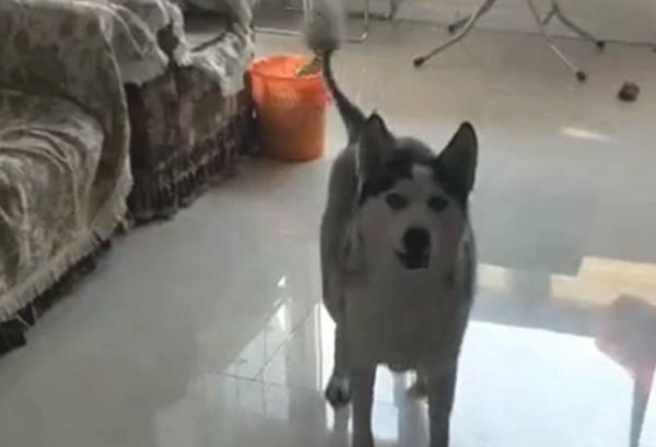 Erha went home for a walk and got his feet dirty. The owner asked the dog to wash his feet by himself. Erha’s behavior brightened...