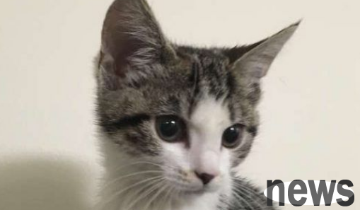 The charm of cats! Dads who say they don’t have cats can’t escape cats