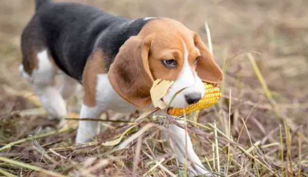The dog devours the food? Be careful of causing disaster!